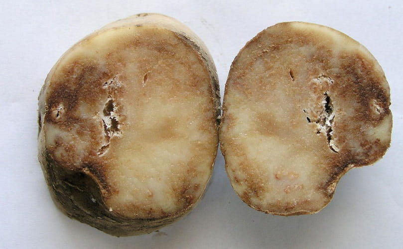 Economic Losses Caused by Late Blight in Potato Production Economic Losses Caused by Late Blight in Potato Production
