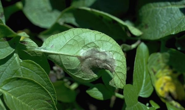 Late blight detected in a Western Manitoba Potato Crop