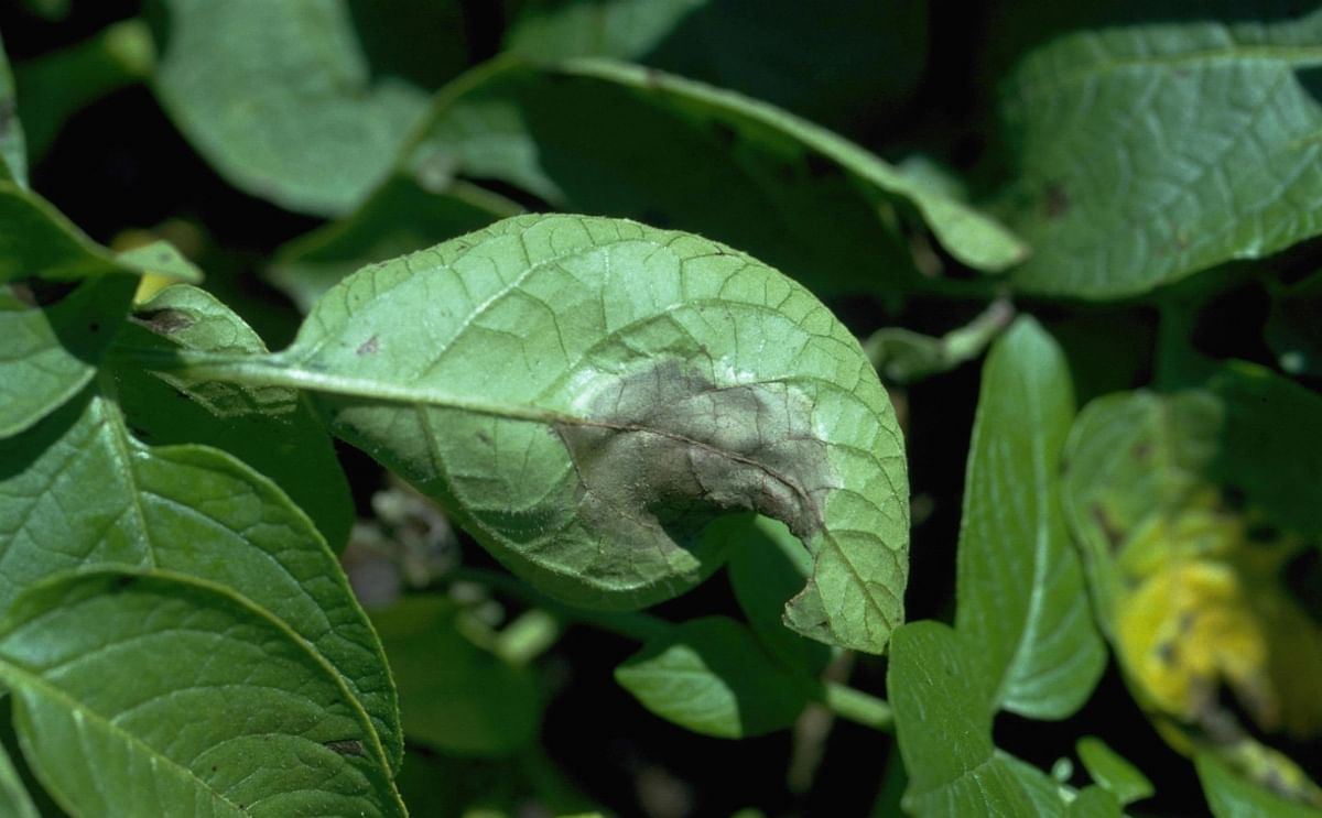 Late blight (Phytophthora infestans) on the bottom of a potato leaf (Courtesy: Howard F. Schwartz, Colorado State University)