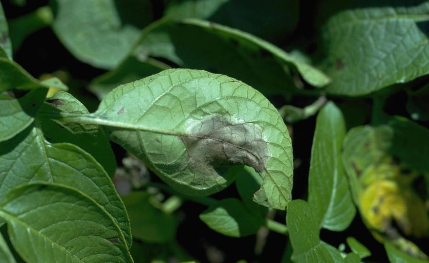 Late blight (Phytophthora infestans) on the bottom of a potato leaf (Courtesy: Howard F. Schwartz, Colorado State University)