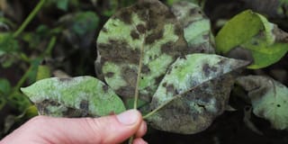 Potato late blight on a leaf Potato late blight on a leaf