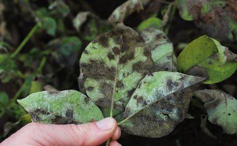 Potato late blight on a leaf Potato late blight on a leaf