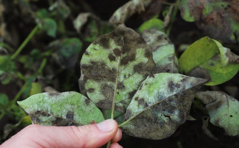 Late Blight Symptoms in Potato: Early Signs and Identification Late Blight Symptoms in Potato: Early Signs and Identification