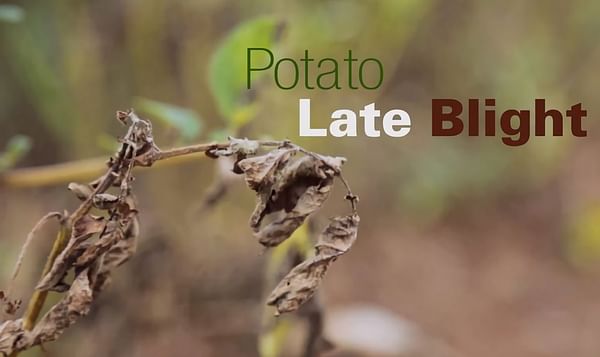 Potato Farmers in Uganda are waiting for new GM 'Victoria'