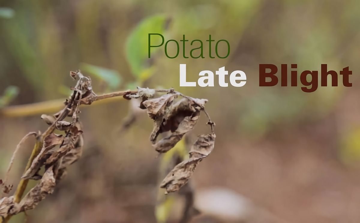Victoria - a popular local potato variety in Uganda - is extremely susceptible to potato Late Blight disease. A resistant GM version of this variety has been developed. With trials on this potato almost complete, how soon farmers can access them depends o