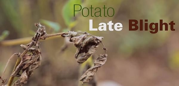 Potato Farmers in Uganda are waiting for new GM 'Victoria'