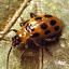 Leaf Beetles