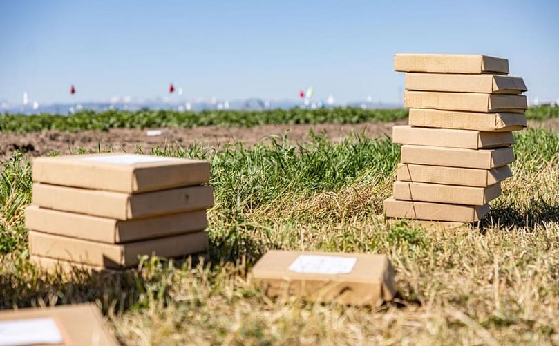 Potato leaf samples fill boxes on July 12, 2022 at Kimm Seed Potato Farm. The samples will be tested for diseases. Ridley Hudson/Chronicle