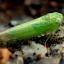 Potato Leafhoppers