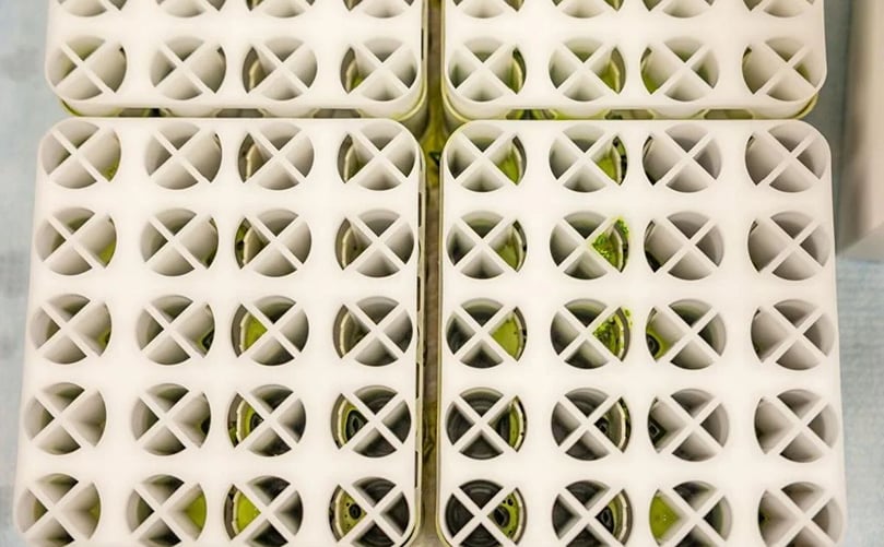 Potato leaves after being pressed into juice on July 14, 2022. Ridley Hudson/Chronicle Potato leaves after being pressed into juice on July 14, 2022. Ridley Hudson/Chronicle