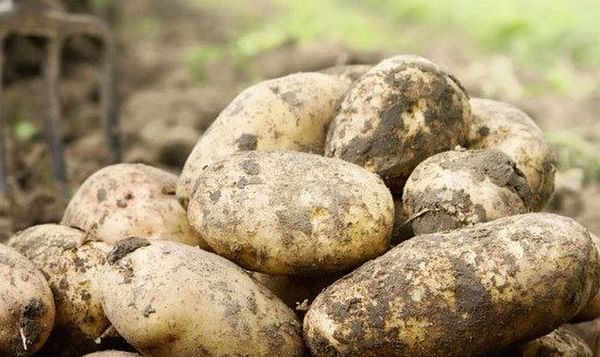 Irish Potato Market Report: retail demand remains strong