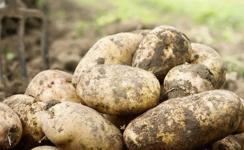 Irish Potato Market Report: retail demand remains strong
Irish Potato Market Report: retail demand remains strong