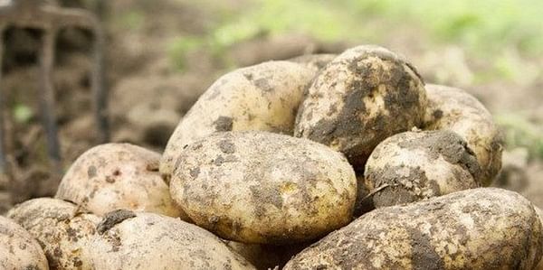 Irish Potato Market Report: retail demand remains strong