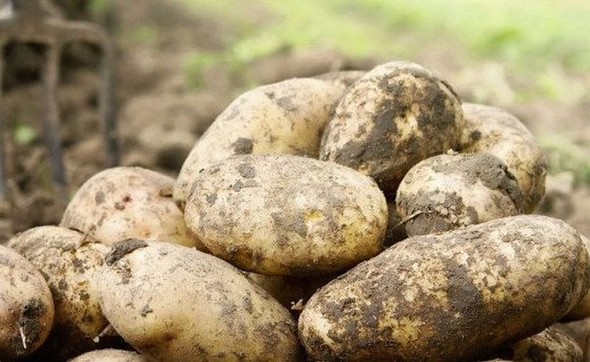 Irish Potato Market Report: retail demand remains strong
