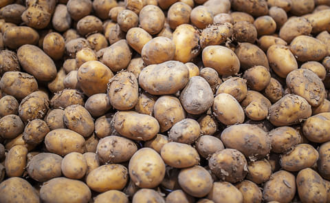 Potato Market Update 24th August Potato Market Update 24th August