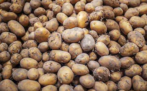 Potato Market Update 24th August