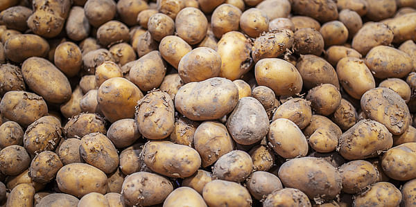 Potato Market Update 24th August.
