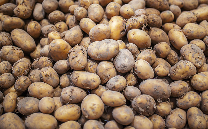 Ireland Potato Market Update August 24th | PotatoPro