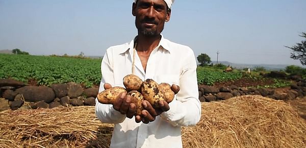 Potato may emerge as the knight with shining armour having potential to ensure global food security in todays fragile agri-food system: Indian Perspective