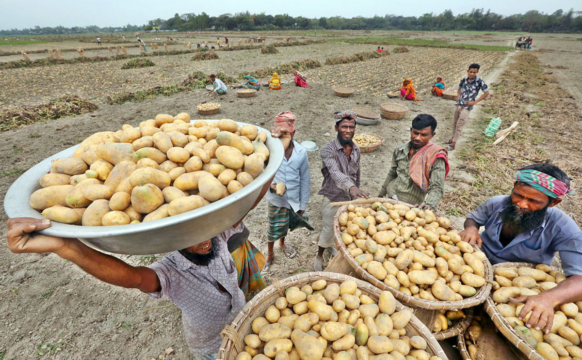 Growing international demand for Bangladeshi potatoes