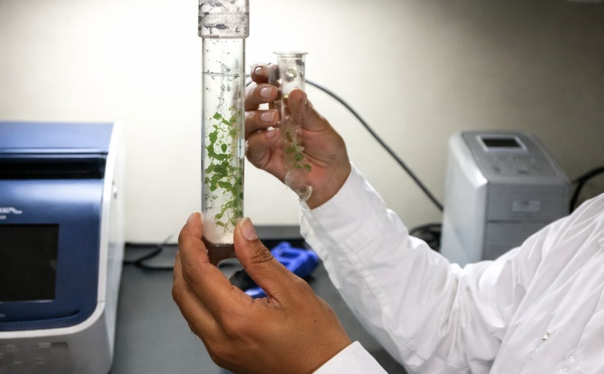 potato meristem virus clean-up potato meristem virus clean-up