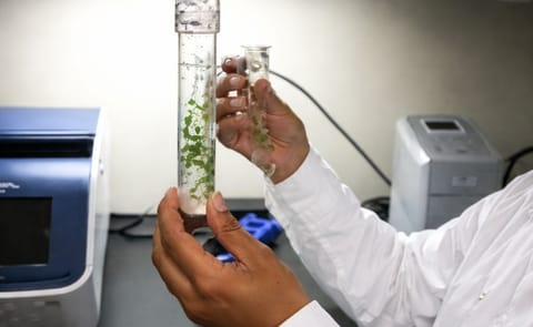 RNA silencing project aims to reduce plant virus clean-up time from one year to far less RNA silencing project aims to reduce plant virus clean-up time from one year to far less