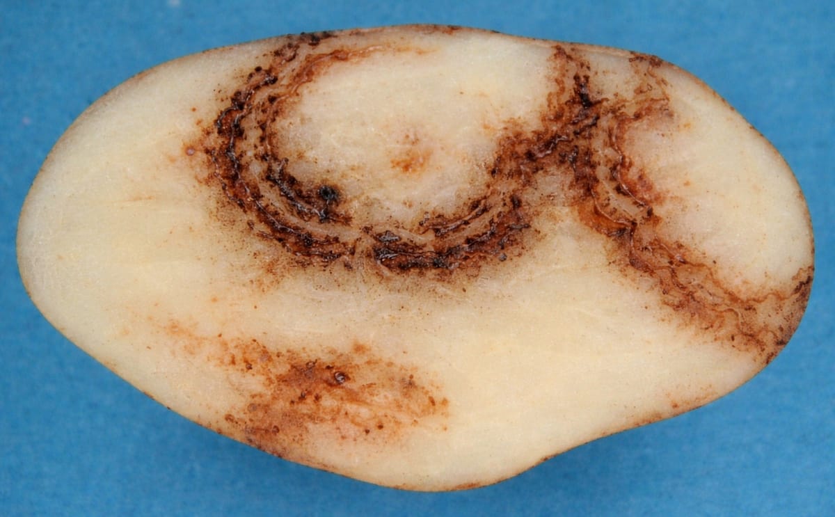 Potato tuber showing internal brown ring symptoms caused by Potato mop-top virus (PMTV), the disease linked to infected seed lines from Tasmania that prompted biosecurity restrictions and compensation measures for affected potato growers.