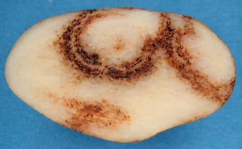 Potato tuber showing internal brown ring symptoms caused by Potato mop-top virus (PMTV), the disease linked to infected seed lines from Tasmania that prompted biosecurity restrictions and compensation measures for affected potato growers. Potato tuber showing internal brown ring symptoms caused by Potato mop-top virus (PMTV), the disease linked to infected seed lines from Tasmania that prompted biosecurity restrictions and compensation measures for affected potato growers.