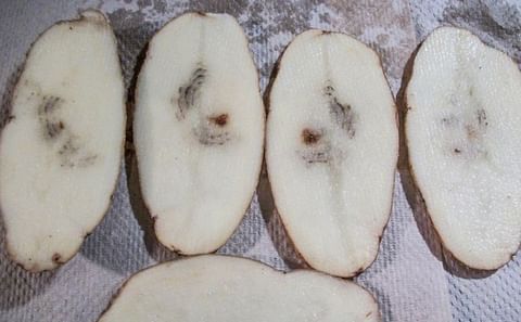 Tuber symptoms of the Potato Mop Top Virus (PMTV)