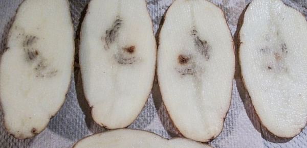 Number of NZ potato farms affected by Potato mop-top virus increases by 18