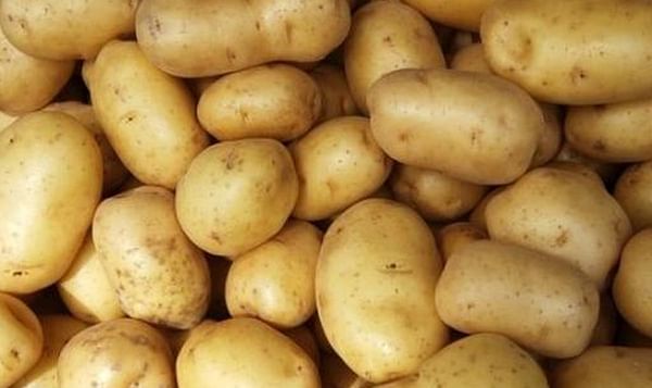NEPG uncertain about pending potato season