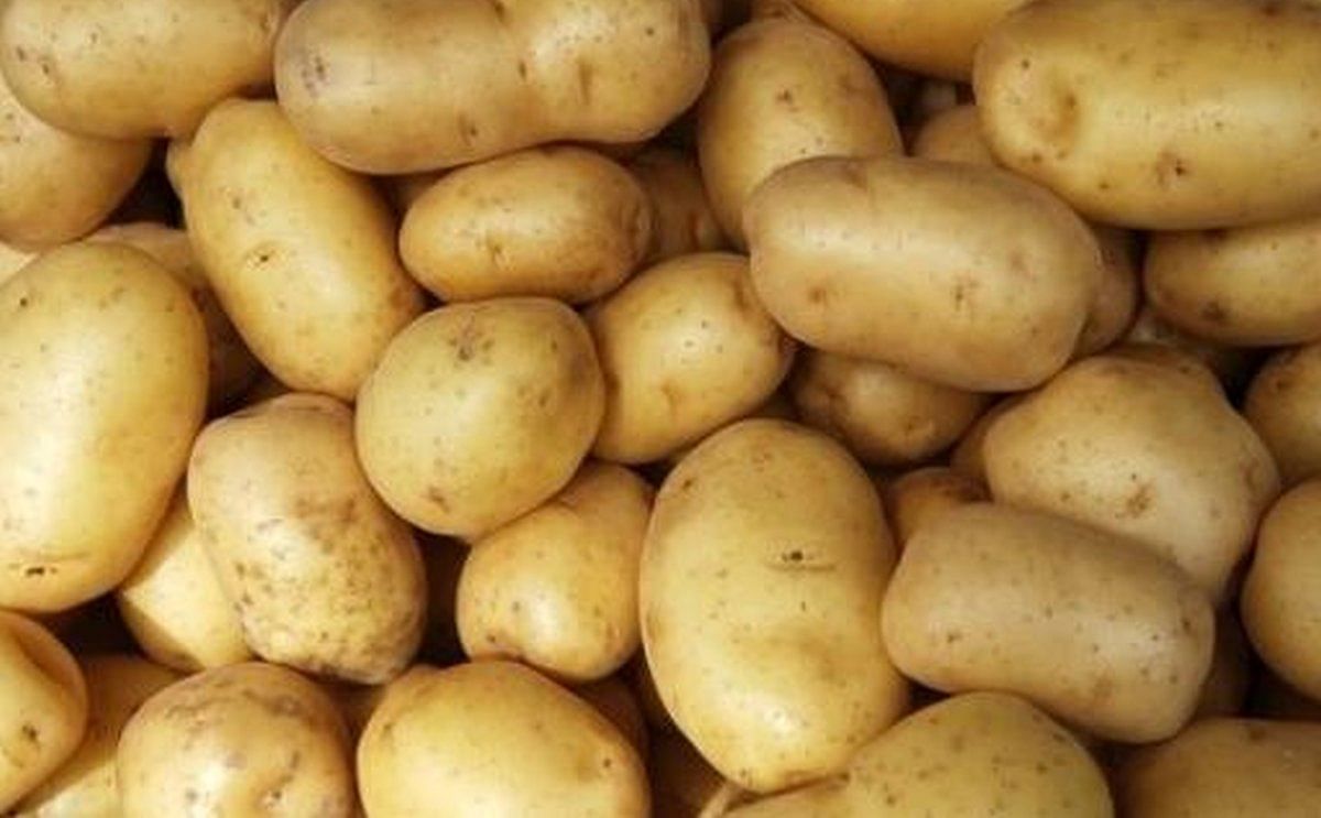 NEPG uncertain about pending potato season NEPG uncertain about pending potato season