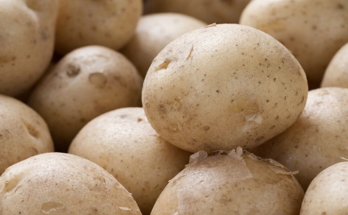 Higher potato prices are reported in various states of India (Punjab, West-Bengal), offering relief (Punjab) or even a windfall (West-Bengal) for farmers.