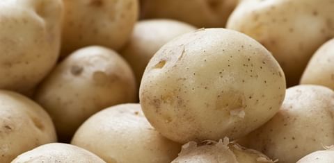 Potato Prices in West Bengal may shoot up 50-65% by April-May