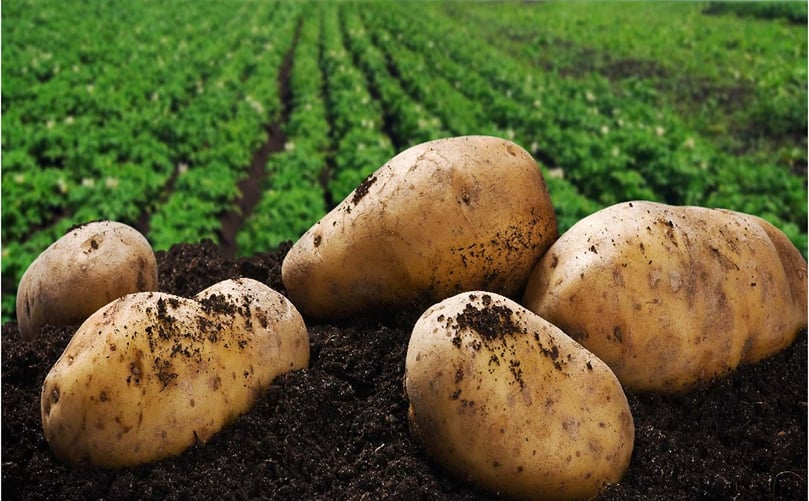 A potato crop is relatively productive, but in order to achieve its potential yield, it should be supplied with sufficient nutrients. This entails provision of both macro and micronutrients. A potato crop is relatively productive, but in order to achieve its potential yield, it should be supplied with sufficient nutrients. This entails provision of both macro and micronutrients.