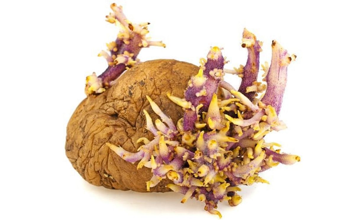 Old, dried up, green or strongly sprouting potatoes, as well as potato peels as snacks consisting mainly of potato peelings, are not suitable for consumption. Old, dried up, green or strongly sprouting potatoes, as well as potato peels as snacks consisting mainly of potato peelings, are not suitable for consumption.