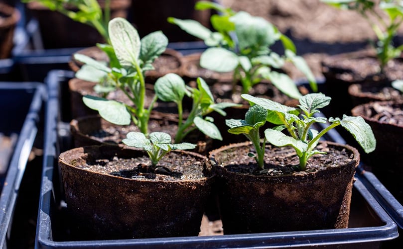 The potato plants with an engineered photorespiratory bypass were started in a greenhouse before being transplanted into the field, where they were subjected to triple-digit temperatures. The potato plants with an engineered photorespiratory bypass were started in a greenhouse before being transplanted into the field, where they were subjected to triple-digit temperatures.
