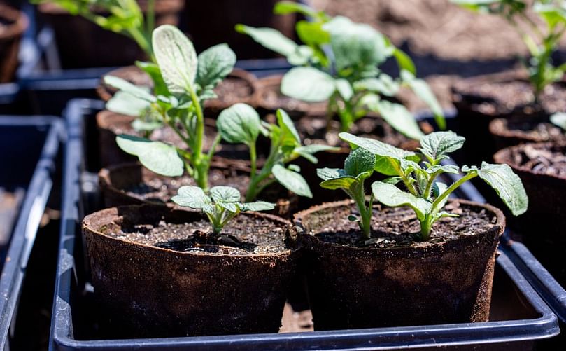 The potato plants with an engineered photorespiratory bypass were started in a greenhouse before being transplanted into the field, where they were subjected to triple-digit temperatures.