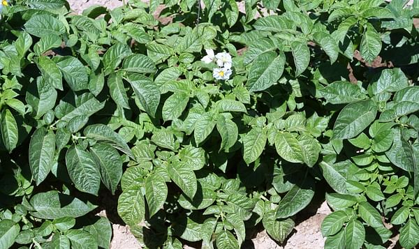 New Potato Virus Y strains very difficult to detect with the naked eye