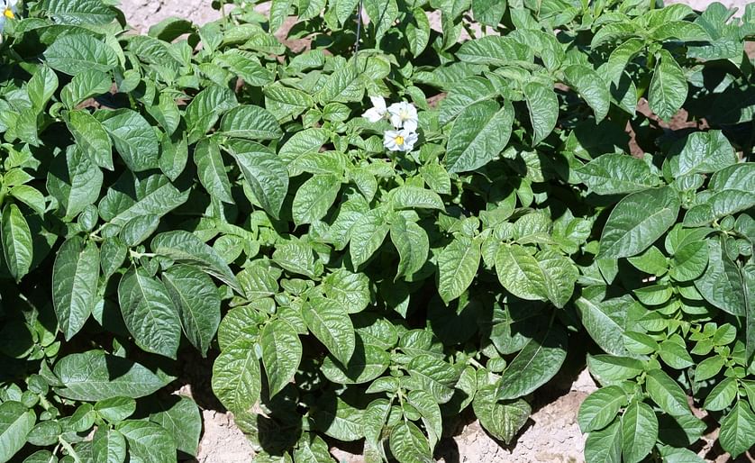 Plants infected with the original strain of PVY are difficult to see (pale center plant). However, the newer strains are virtually undetectable with the naked eye (Courtesy: Washington State University).