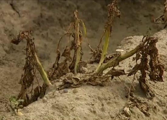 The reference potato plants - susceptible to late blight - are totally destroyed by Phytophthora infestans in the field experiment in Wetteren, Belgium.
(Courtesy: VRT) The reference potato plants - susceptible to late blight - are totally destroyed by Phytophthora infestans in the field experiment in Wetteren, Belgium.
(Courtesy: VRT)