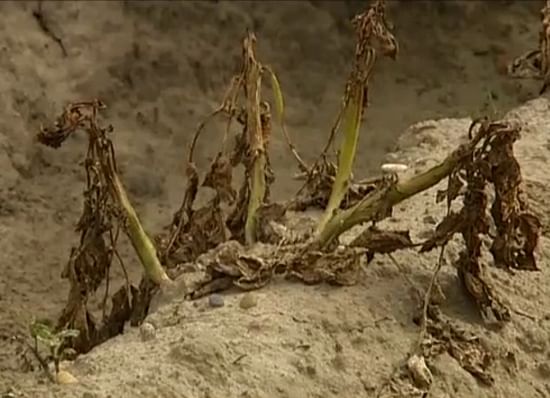 The reference potato plants - susceptible to late blight - are totally destroyed by Phytophthora infestans in the field experiment in Wetteren, Belgium.
(Courtesy: VRT) The reference potato plants - susceptible to late blight - are totally destroyed by Phytophthora infestans in the field experiment in Wetteren, Belgium.
(Courtesy: VRT)