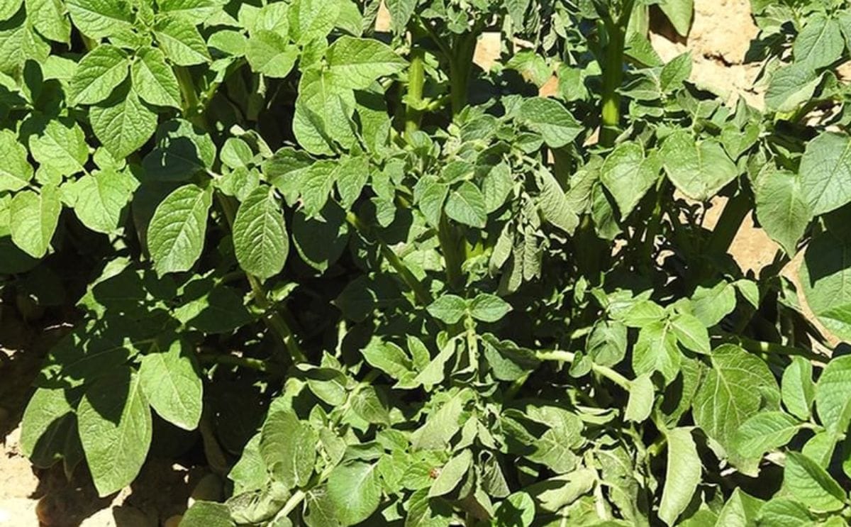 Potato Plant wilting due to Dickeya (Courtesy: Cornell University)