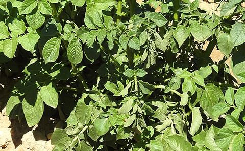 Potato Plant wilting due to Dickeya (Courtesy: Cornell University) Potato Plant wilting due to Dickeya (Courtesy: Cornell University)