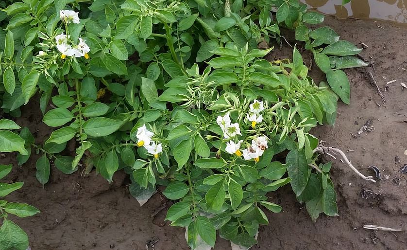 In potato plants with milder symptoms of Dickeya, leaves are curled. (Courtesy: Amy O. Charkowski)