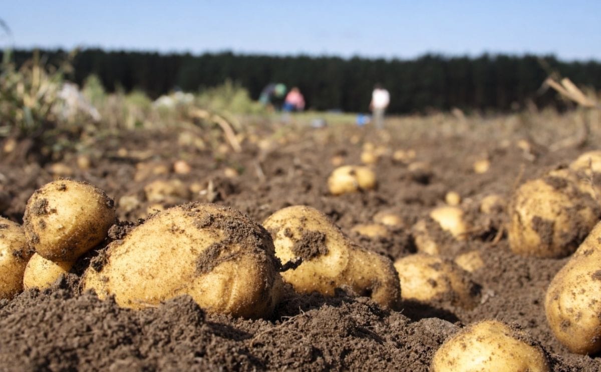 Potato plantation in Galicia.