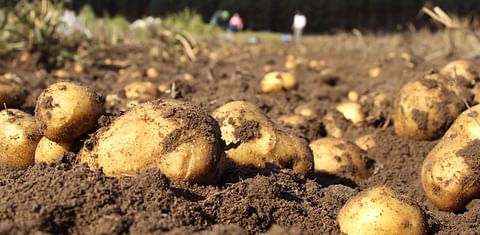 Plantación de patatas en Galicia. 