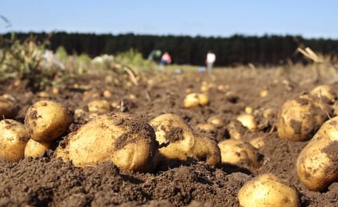 Potato plantation in Galicia. Potato plantation in Galicia.