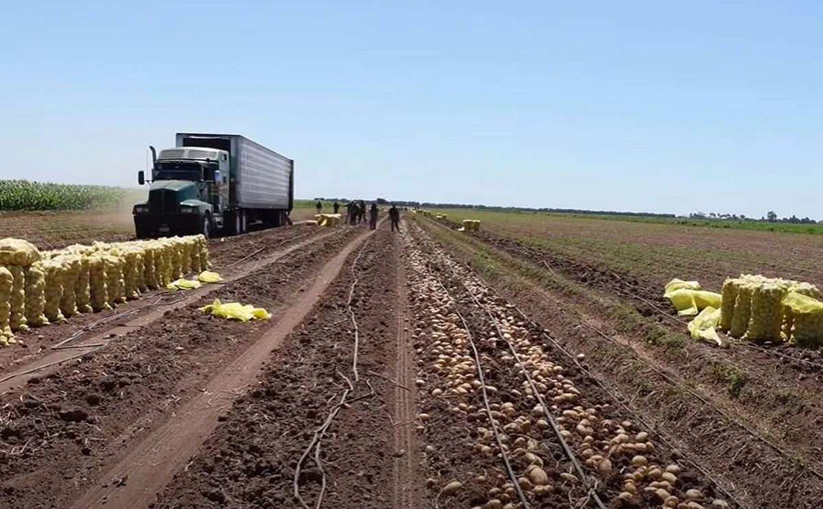 Potato planting increases in the Valley
