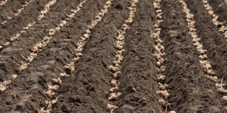 Potato Planting Potato Planting